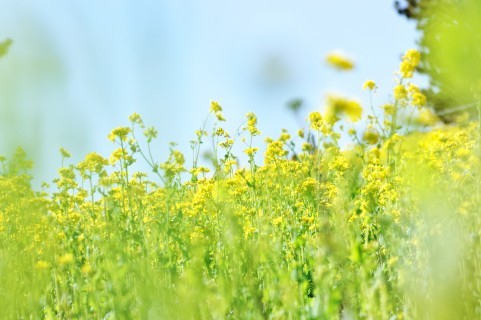 $オーラソーマ 総合情報サイト ブログ-菜の花