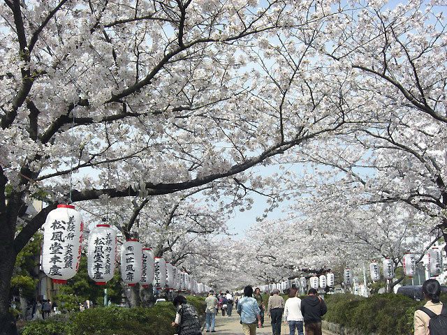 $オーラソーマ 総合情報サイト ブログ-2012sakura3