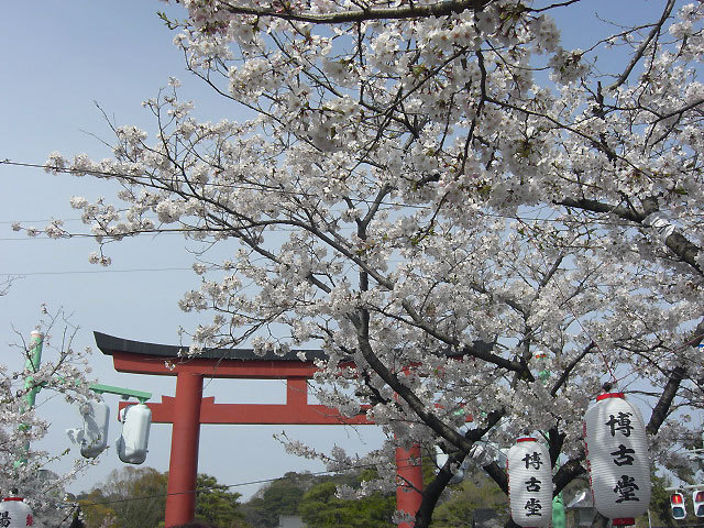 $オーラソーマ 総合情報サイト ブログ-2012sakura4