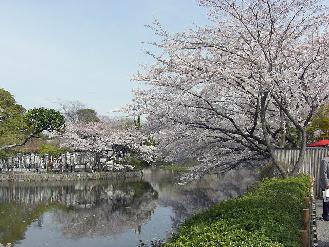 $オーラソーマ 総合情報サイト ブログ-2012sakura5