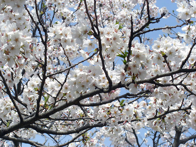 $オーラソーマ 総合情報サイト ブログ-2012sakura7