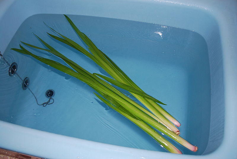 菖蒲湯