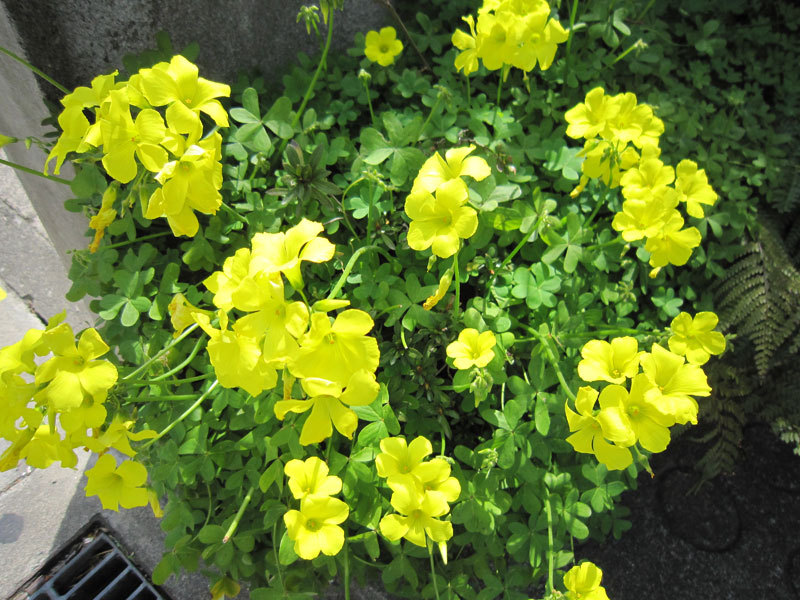$オーラソーマ 総合情報サイト ブログ-春の花便り14